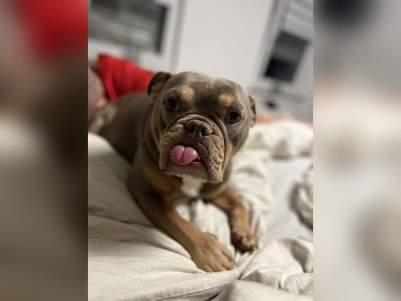 Old english pocket Bulldog