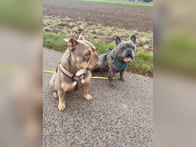 Old english pocket Bulldog