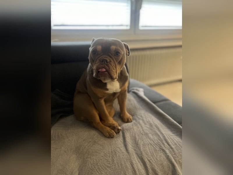Old english pocket Bulldog