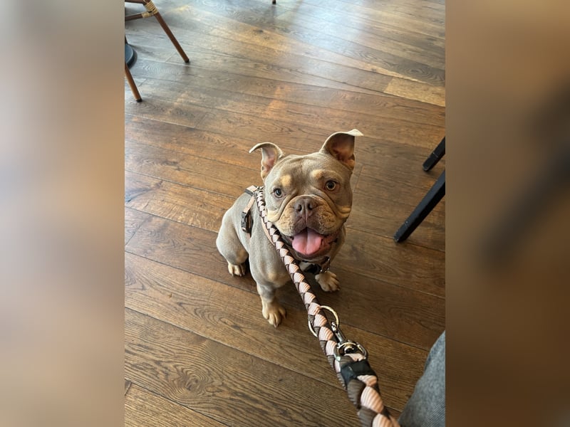 Old english pocket Bulldog