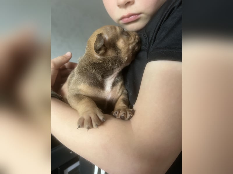 Old Englisch Bulldog Welpen OEB mit Ahnentafel