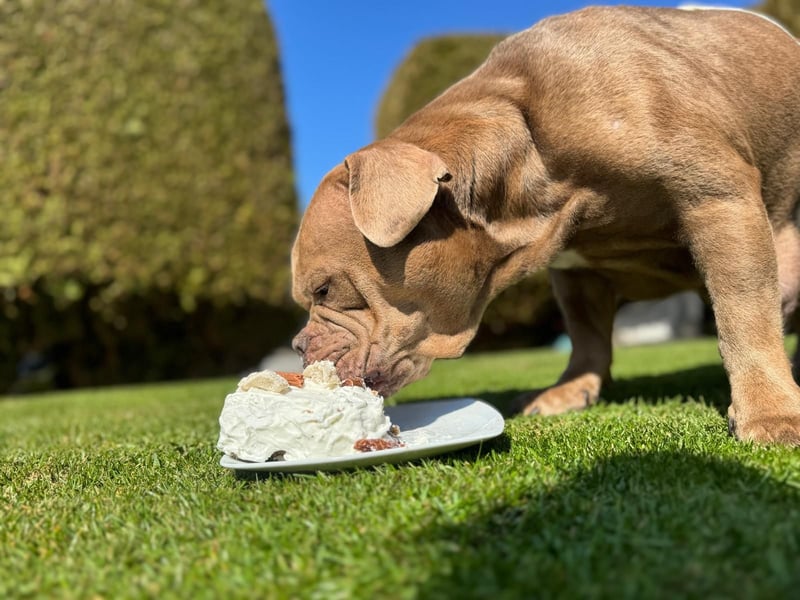 Old Englisch Bulldog Welpen OEB mit Ahnentafel