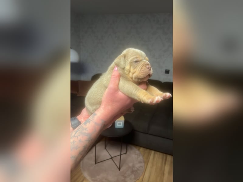 Old Englisch Bulldog Welpen OEB mit Ahnentafel