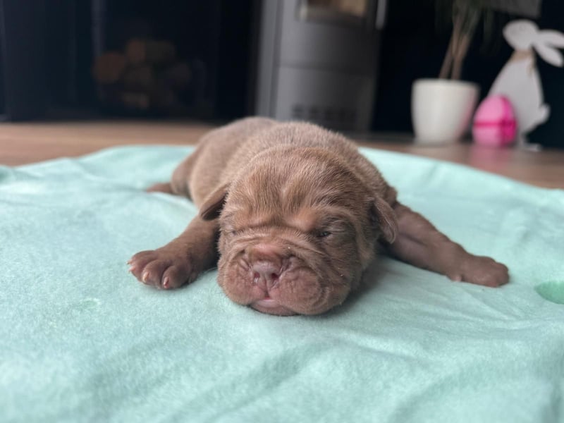 Old Englisch Bulldog Welpen OEB mit Ahnentafel