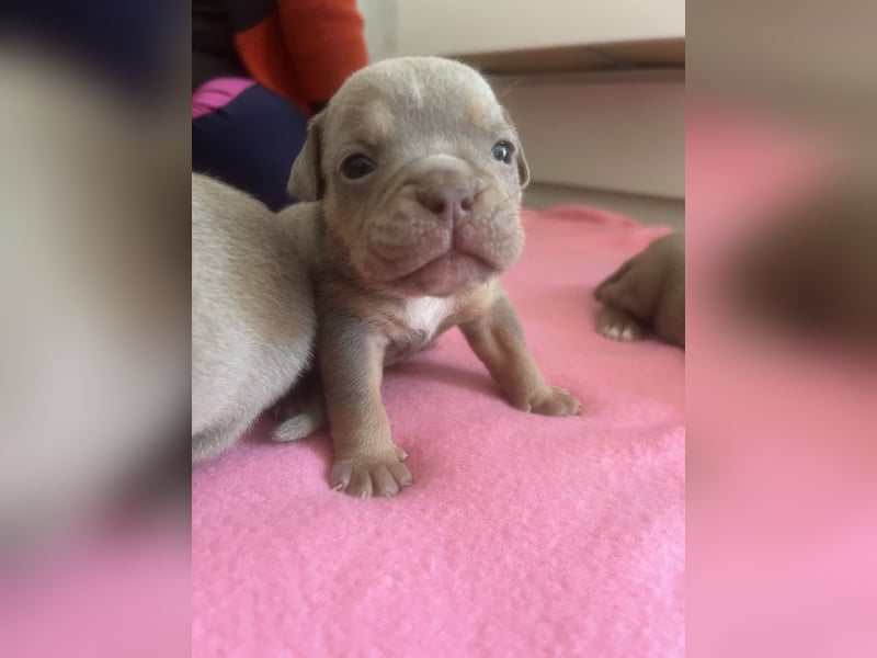 Old Englisch Bulldog Welpen OEB mit Ahnentafel