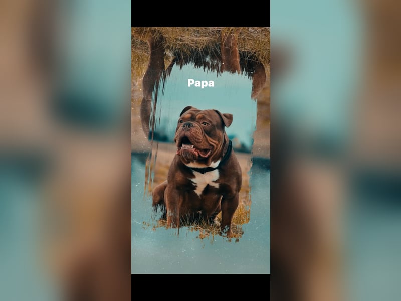 Old Englisch Bulldog Welpen OEB mit Ahnentafel