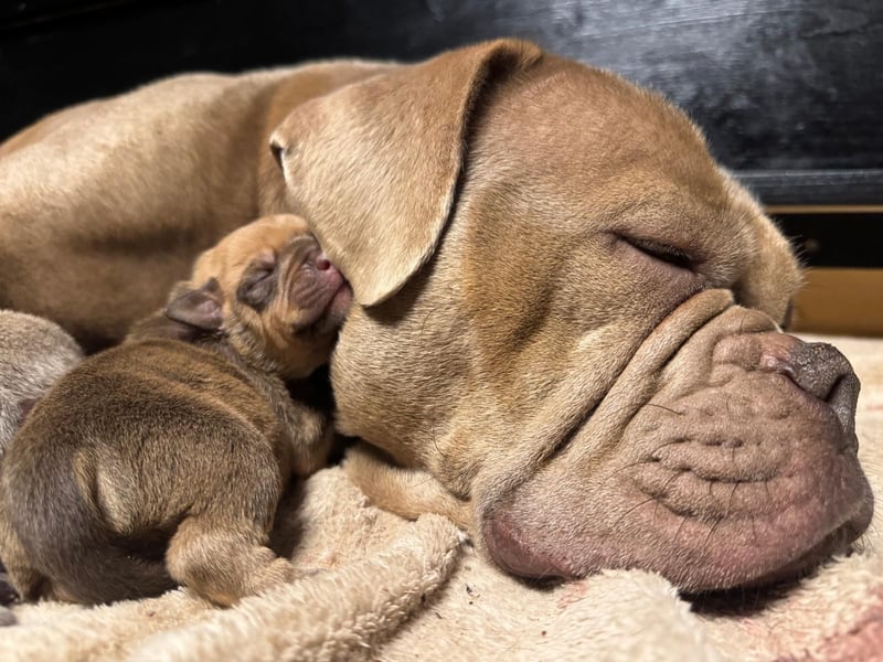 Old Englisch Bulldog Welpen OEB mit Ahnentafel