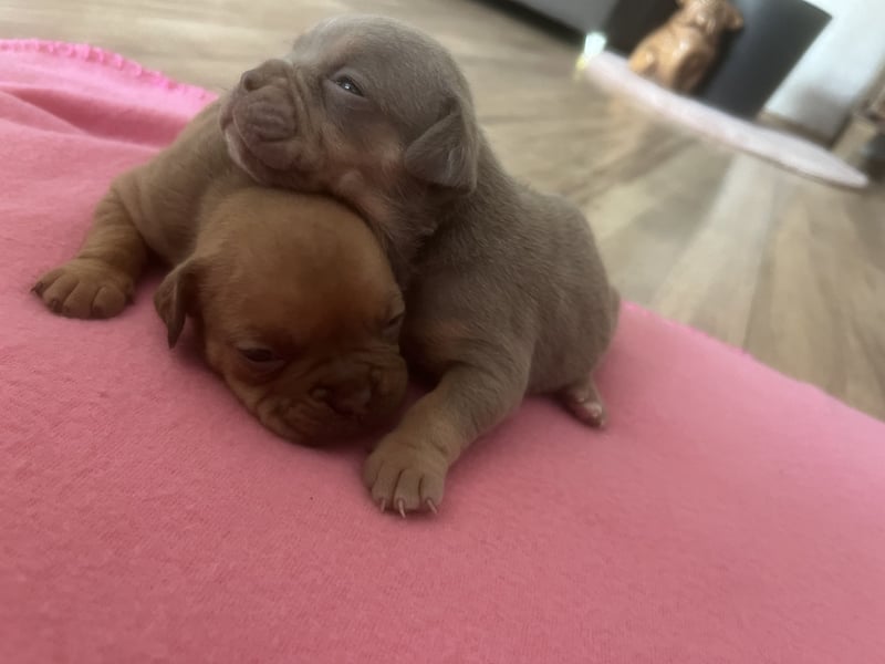 Old Englisch Bulldog Welpen OEB mit Ahnentafel