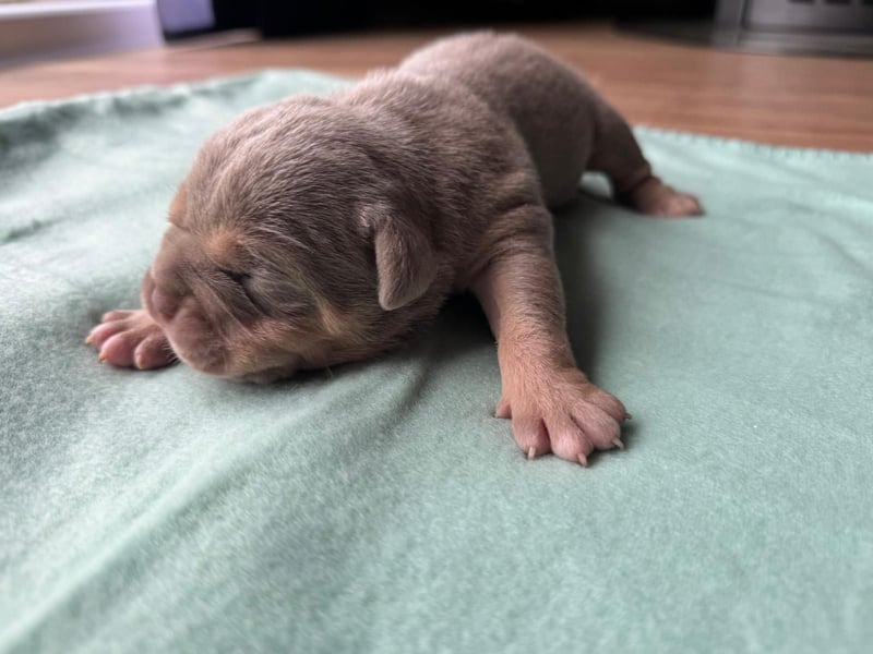 Old Englisch Bulldog Welpen OEB mit Ahnentafel