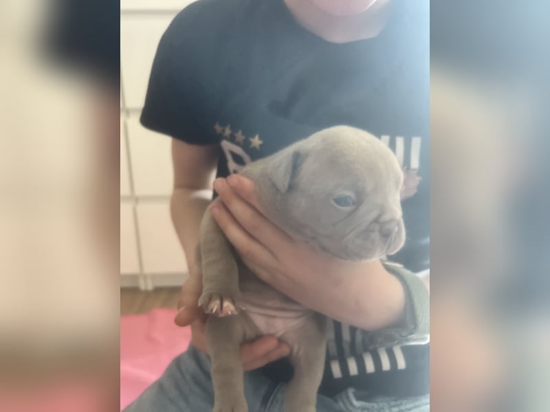 Old Englisch Bulldog Welpen OEB mit Ahnentafel