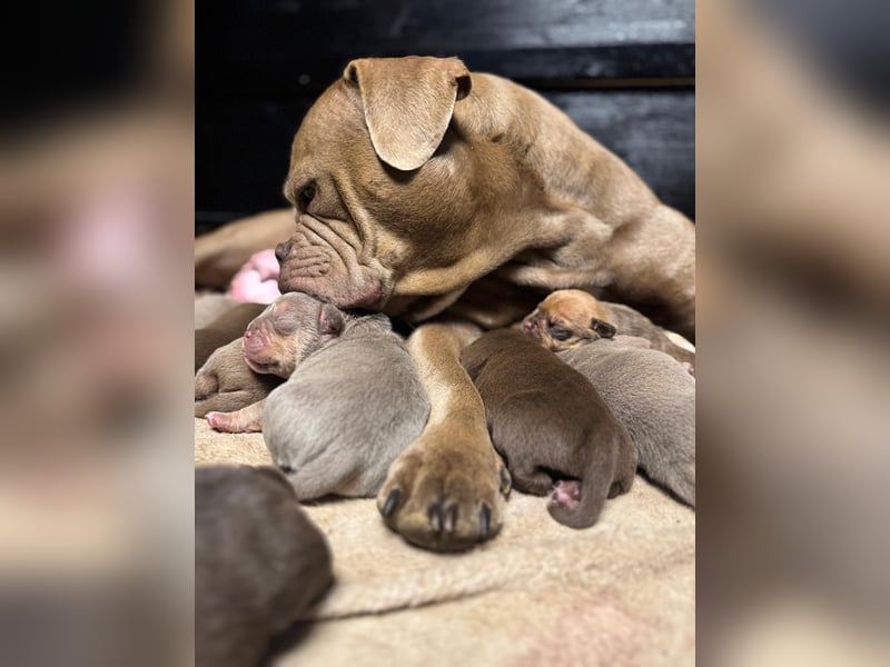 Old Englisch Bulldog Welpen OEB mit Ahnentafel