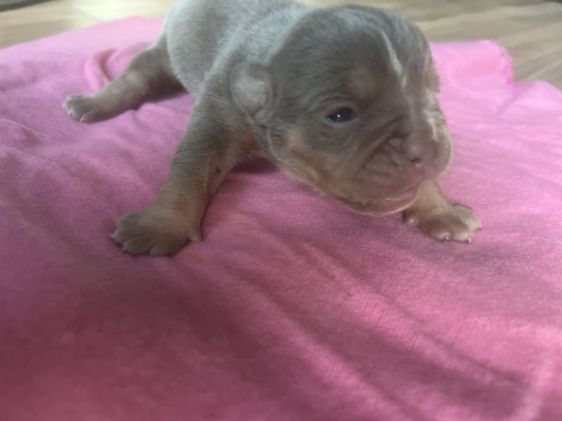 Old Englisch Bulldog Welpen OEB mit Ahnentafel