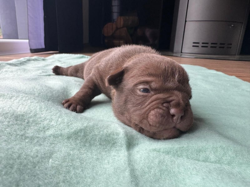 Old Englisch Bulldog Welpen OEB mit Ahnentafel