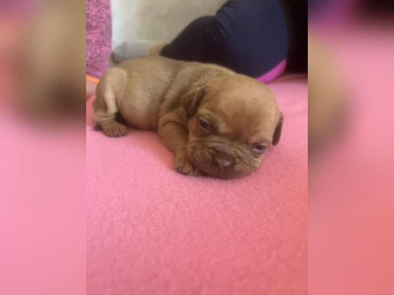 Old Englisch Bulldog Welpen OEB mit Ahnentafel