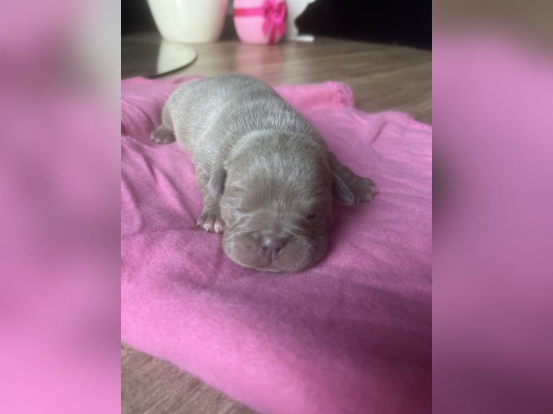 Old Englisch Bulldog Welpen OEB mit Ahnentafel