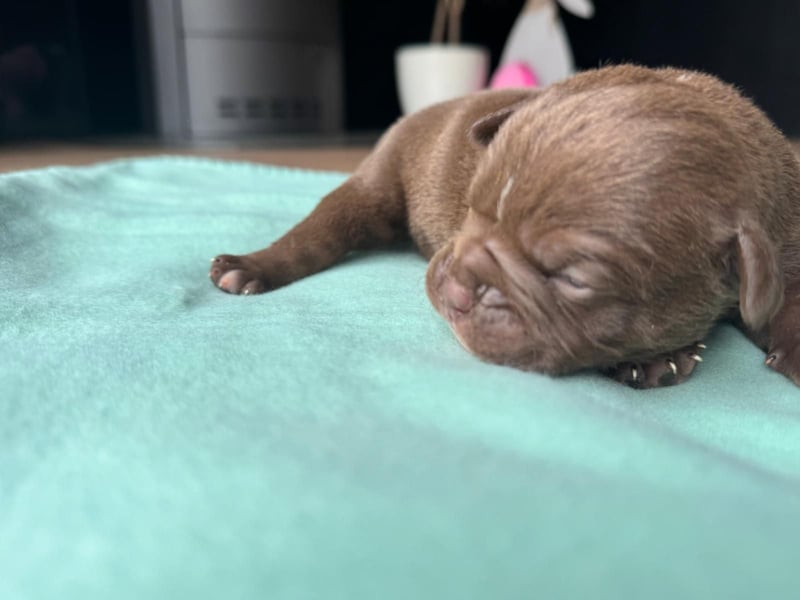 Old Englisch Bulldog Welpen OEB mit Ahnentafel