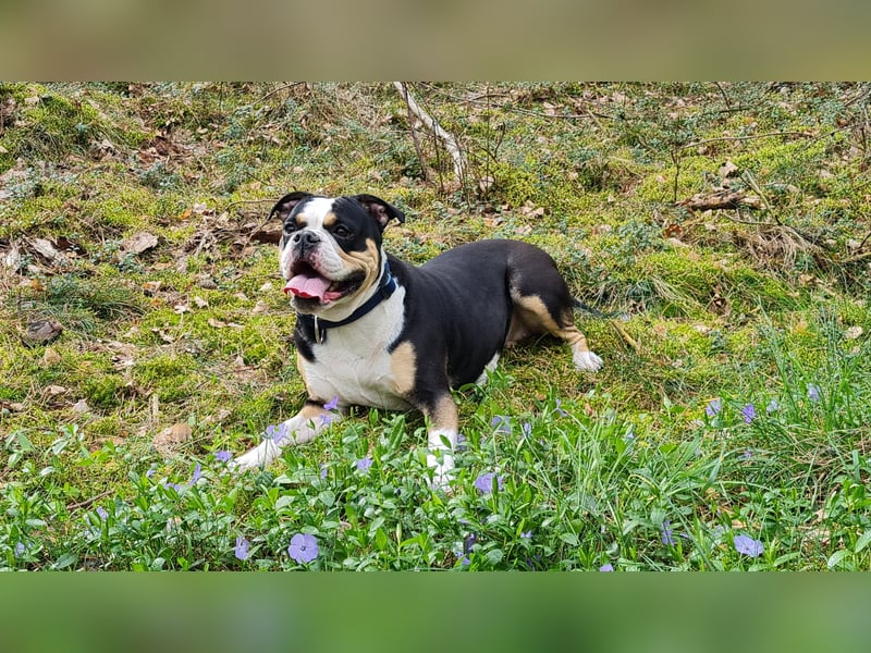 Liebevolles Zuhause für unsere Hündin gesucht