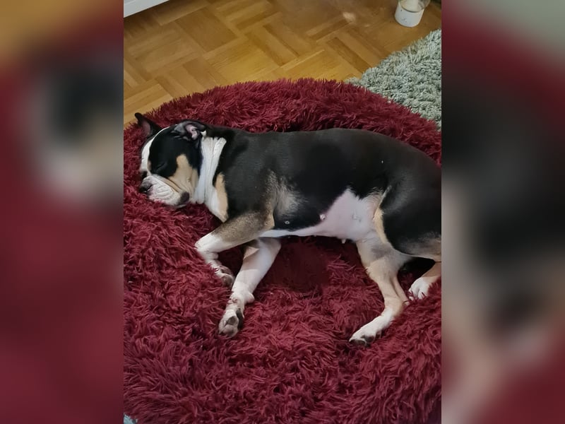 Liebevolles Zuhause für unsere Hündin gesucht