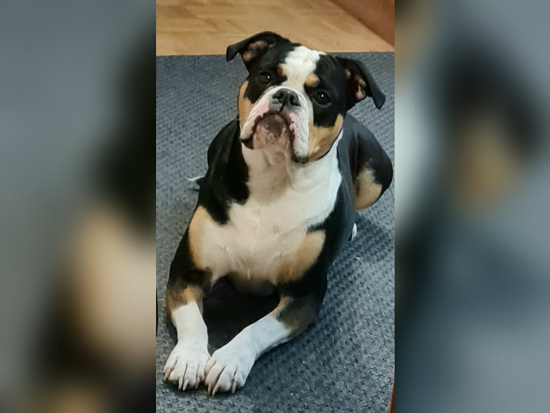 Liebevolles Zuhause für unsere Hündin gesucht