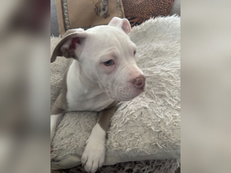 Old englisch Bulldog Welpen