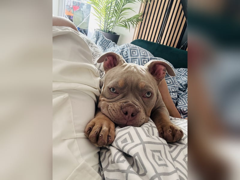 Old English Bulldog Mädchen