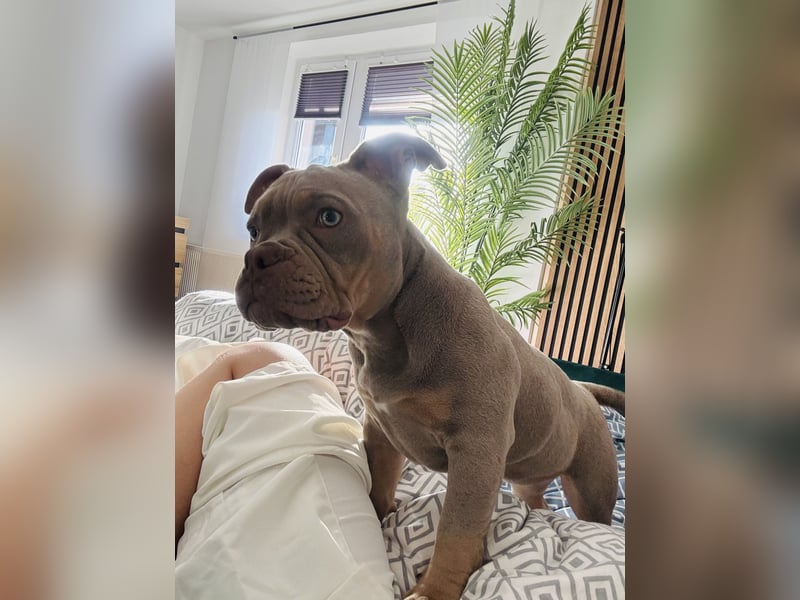 Old English Bulldog Mädchen
