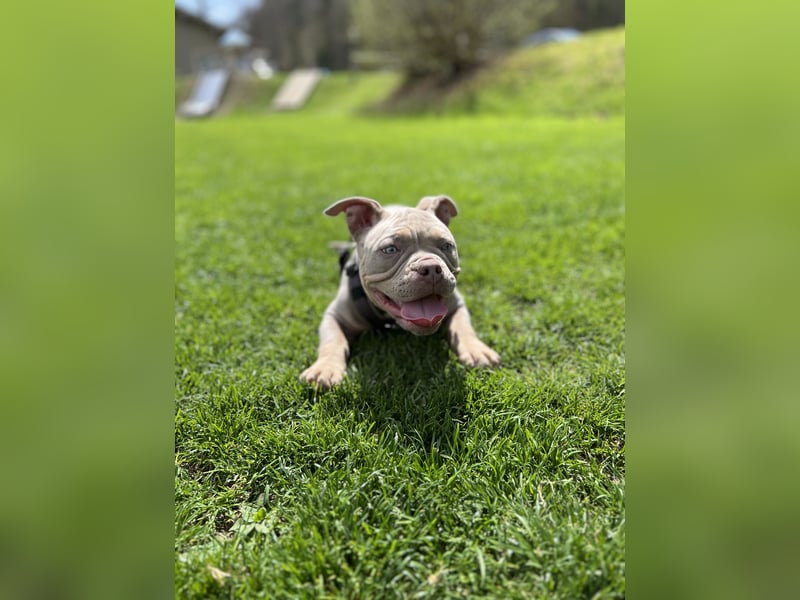 Old English Bulldog Mädchen