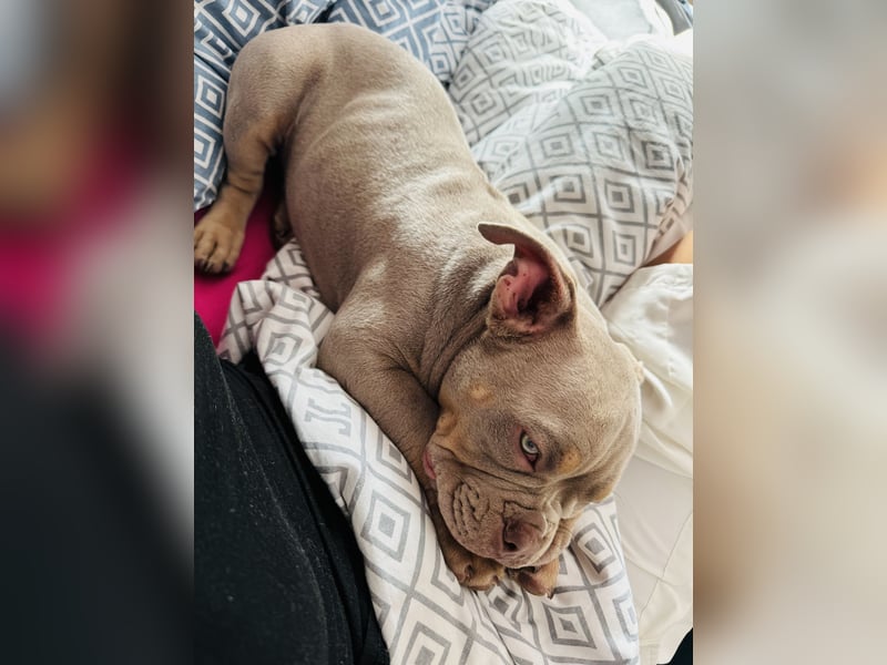 Old English Bulldog Mädchen