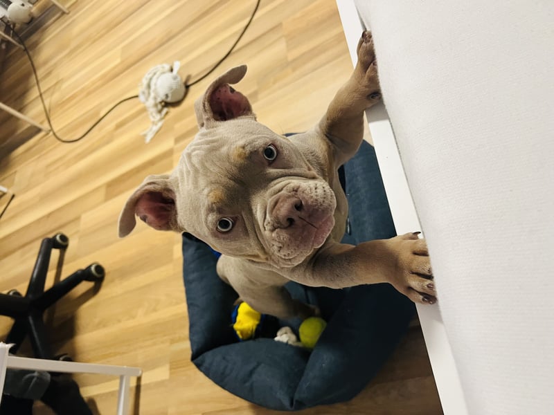 Old English Bulldog Mädchen