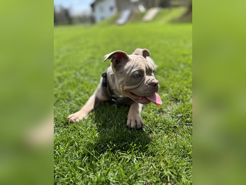 Old English Bulldog Mädchen
