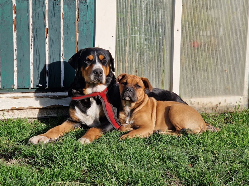 Kyra sucht neues Zuhause