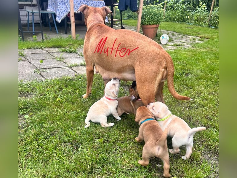 Kyra sucht neues Zuhause