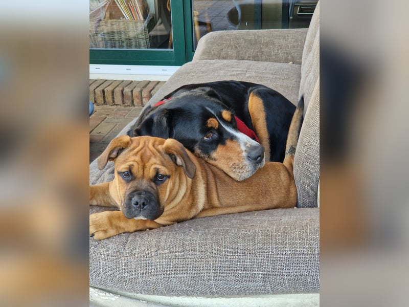 Kyra sucht neues Zuhause