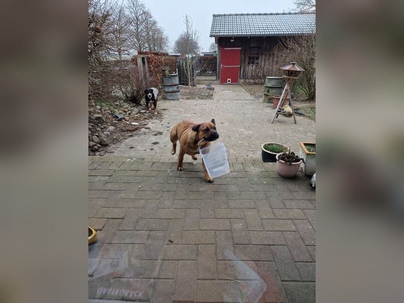 Kyra sucht neues Zuhause