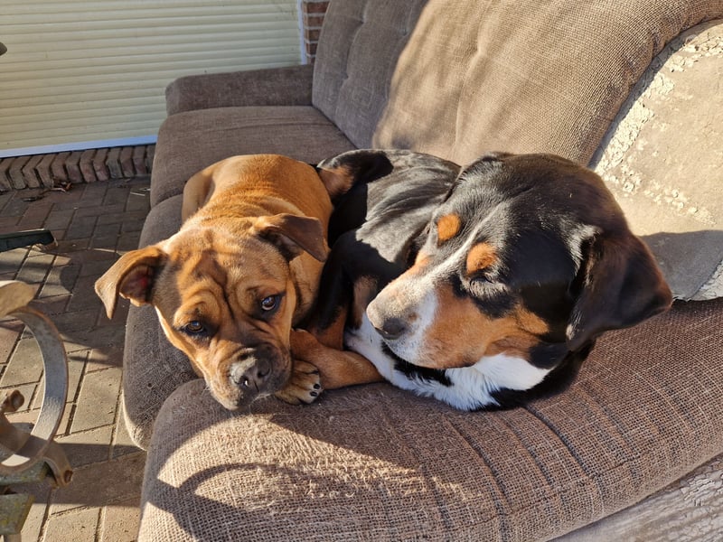 Kyra sucht neues Zuhause