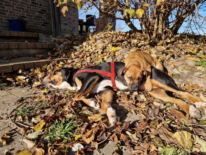 Kyra sucht neues Zuhause