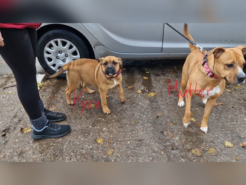 Kyra sucht neues Zuhause