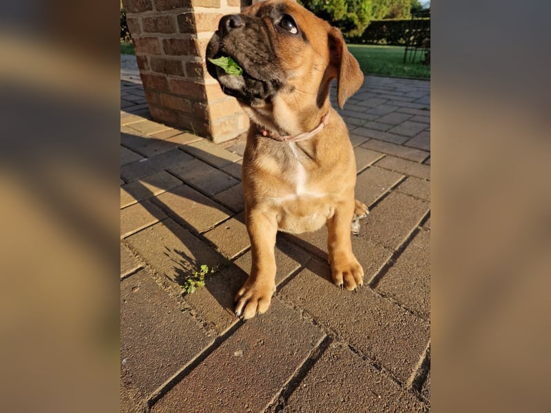 Kyra sucht neues Zuhause