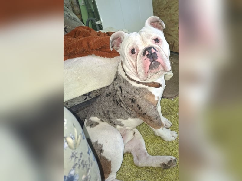 Old English bulldog zum Deckrüden an