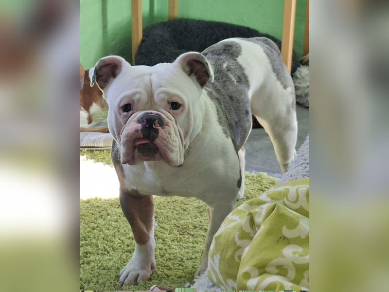 Old English bulldog zum Deckrüden an