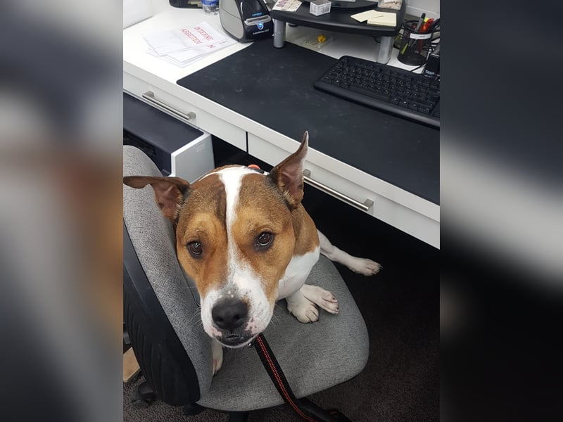 Liebevolle Hundedame sucht ein ruhiges Zuhause für ihren Lebensabend ❤️