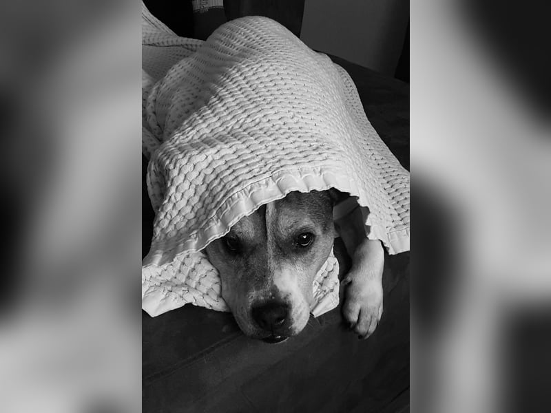 Liebevolle Hundedame sucht ein ruhiges Zuhause für ihren Lebensabend ❤️