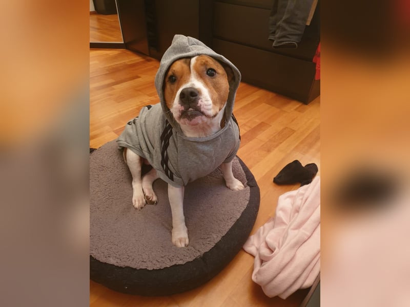 Liebevolle Hundedame sucht ein ruhiges Zuhause für ihren Lebensabend ❤️