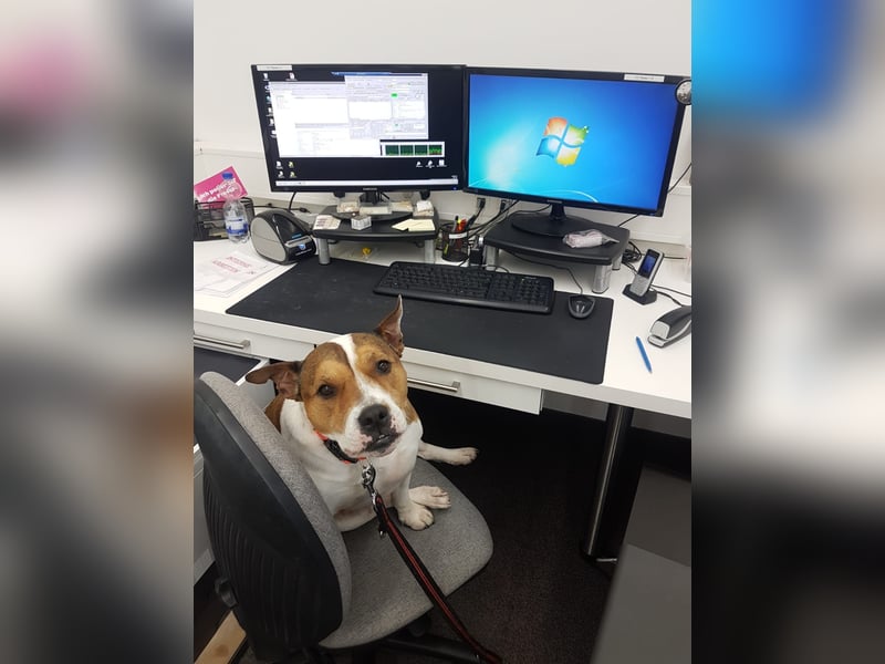 Liebevolle Hundedame sucht ein ruhiges Zuhause für ihren Lebensabend ❤️