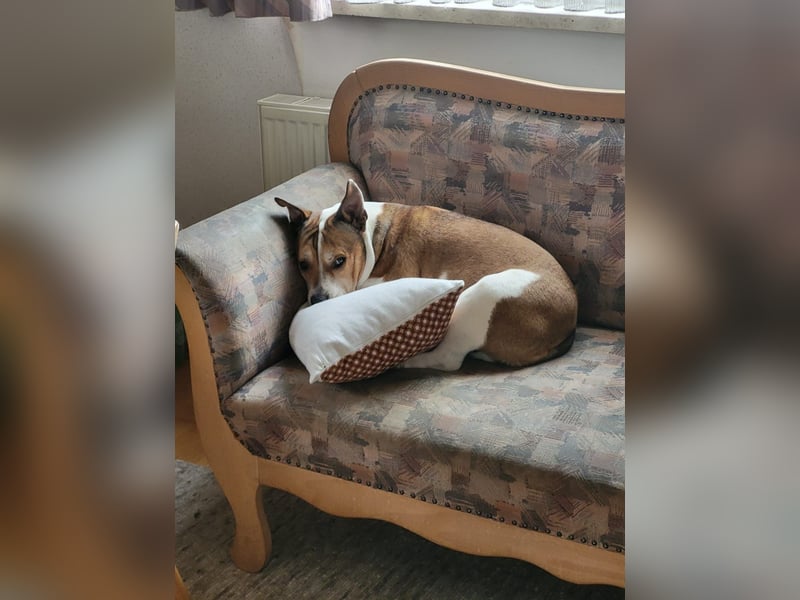Liebevolle Hundedame sucht ein ruhiges Zuhause für ihren Lebensabend ❤️