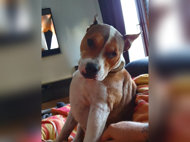 Liebevolle Hundedame sucht ein ruhiges Zuhause für ihren Lebensabend ❤️