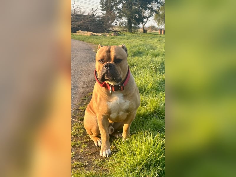 Old English Bulldogge, Deckrüde