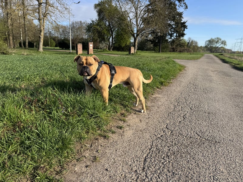 Old English Bulldogge, Deckrüde