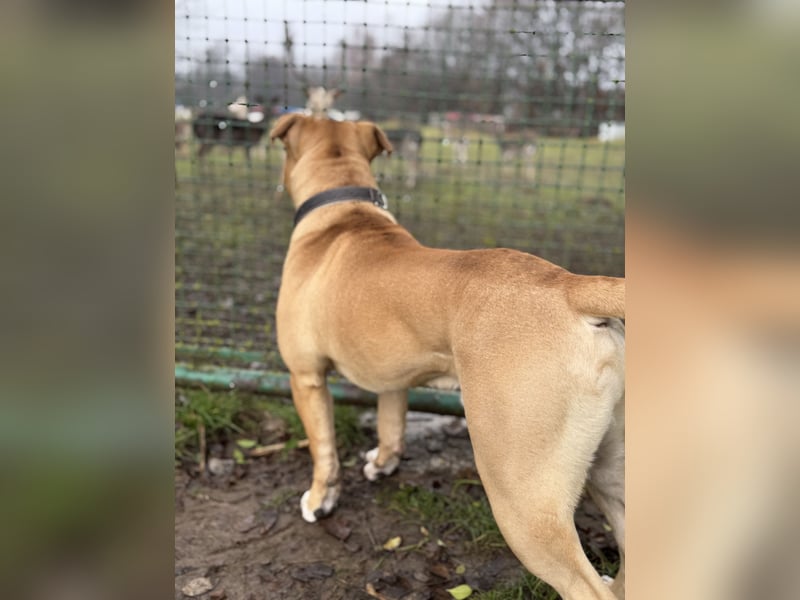 Old English Bulldogge, Deckrüde
