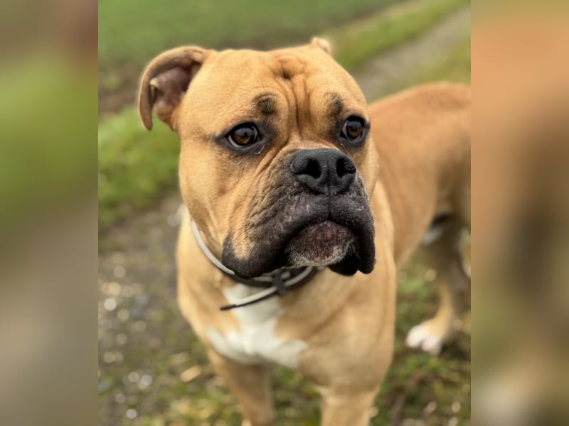 Old English Bulldogge, Deckrüde